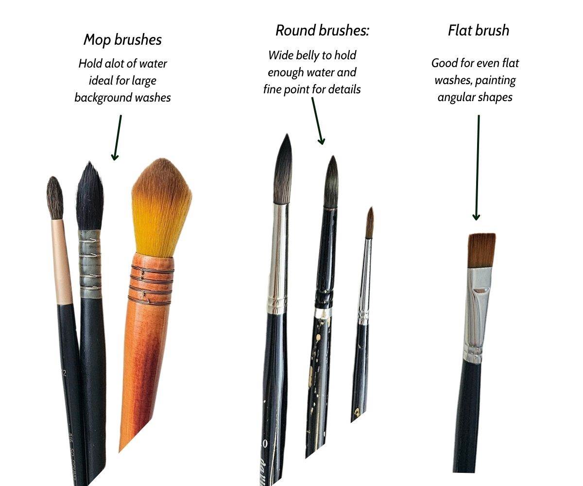 Watercolor brush shapes, round, flat and mop brushes